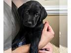 Labrador Retriever PUPPY FOR SALE ADN-782210 - Only 3 black lab puppies left
