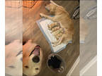 Golden Retriever PUPPY FOR SALE ADN-782211 - 5 de Mayo Golden Pups