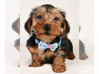 Yorkshire Terrier PUPPY FOR SALE ADN-782212 - Male yorkie