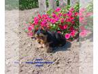 Yorkshire Terrier PUPPY FOR SALE ADN-782213 - Yorkie Pups