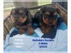 Yorkshire Terrier PUPPY FOR SALE ADN-782213 - Yorkie Pups