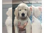 Golden Retriever PUPPY FOR SALE ADN-782214 - AKC Registered Female Golden