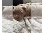 American Bully PUPPY FOR SALE ADN-782215 - American Bully