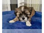 Lhasa Apso PUPPY FOR SALE ADN-782217 - AKC Lhasa Apso Puppies