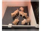 Labrador Retriever PUPPY FOR SALE ADN-782218 - British Lab Puppies for sale