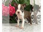 Boston Terrier PUPPY FOR SALE ADN-782220 - Girl boston terrier puppy