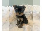 Yorkshire Terrier PUPPY FOR SALE ADN-782226 - YORKSHIRE TERRIER PUPPIES BOYS