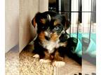 Yorkshire Terrier PUPPY FOR SALE ADN-782227 - Yorkie puppy looking for soul mate