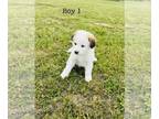 Anatolian Shepherd-Great Pyrenees Mix PUPPY FOR SALE ADN-782228 - Great Pyrenees