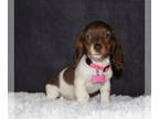 Dachshund PUPPY FOR SALE ADN-782229 - Miniature long haired dachshund