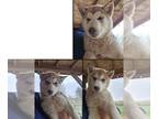 Siberian Husky PUPPY FOR SALE ADN-782231 - 4 husky puppies