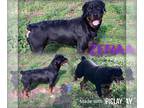 Rottweiler PUPPY FOR SALE ADN-782233 - Zena