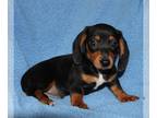 Dachshund PUPPY FOR SALE ADN-782235 - Mini Dachshund Puppies