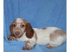 Dachshund PUPPY FOR SALE ADN-782236 - Mini Dachshund Puppies