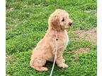 Goldendoodle PUPPY FOR SALE ADN-782237 - Goldendoodle standard