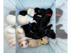 Labrador Retriever PUPPY FOR SALE ADN-782239 - AKC Labrador Retrievers