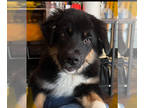 Australian Shepherd PUPPY FOR SALE ADN-782241 - 20 week old Male Aussie looking