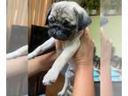 American Pugabull PUPPY FOR SALE ADN-782242 - Two lovable Male Puppy Pugs