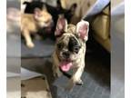 French Bulldog PUPPY FOR SALE ADN-782245 - French Bulldog AKC registered Male