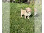 English Cream Golden Retriever PUPPY FOR SALE ADN-782246 - Akc Golden Retriever