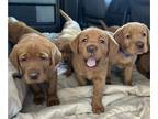 Labrador Retriever PUPPY FOR SALE ADN-782252 - Fox Red Labrador Retriever pups