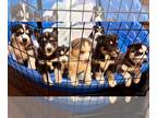Bernese Mountain Dog-Siberian Husky Mix PUPPY FOR SALE ADN-782253 - Beautiful