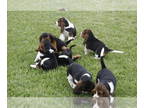 Basset Hound PUPPY FOR SALE ADN-782258 - Basset pupsies