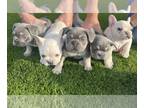 French Bulldog PUPPY FOR SALE ADN-782263 - French Bulldog Puppy