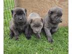 Cane Corso PUPPY FOR SALE ADN-782265 - AKC Cane Corso Puppies