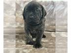 Mastiff PUPPY FOR SALE ADN-782291 - English Mastiff Puppys