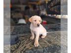 Labrador Retriever PUPPY FOR SALE ADN-782292 - YELLOW LABRADOR RETRIEVER AKC