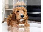 Goldendoodle PUPPY FOR SALE ADN-782295 - Medium Sized Goldendoodles