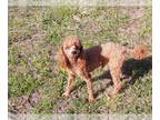 Poodle (Toy) PUPPY FOR SALE ADN-782297 - AKC CKC DNA toy poodle