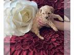 Poodle (Toy) PUPPY FOR SALE ADN-782300 - Teacup X Small Toy