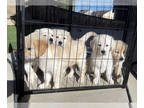 Golden Retriever PUPPY FOR SALE ADN-782302 - Golden Retriever puppy