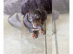 Dachshund PUPPY FOR SALE ADN-782307 - Chocolate Dachshund Male puppies