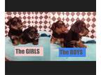 Yorkshire Terrier PUPPY FOR SALE ADN-782311 - AKC YORKIE PUPPIES 2 GIRLs 2 BOYs