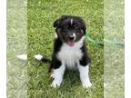 Australian Shepherd PUPPY FOR SALE ADN-782323 - Little of3