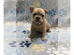 French Bulldog PUPPY FOR SALE ADN-782325 - French Bulldog