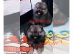 Pomeranian PUPPY FOR SALE ADN-782326 - Gorgeous Pomeranian puppies for sale