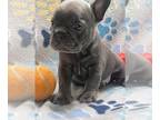 French Bulldog PUPPY FOR SALE ADN-782327 - French Bulldog
