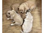 Golden Retriever PUPPY FOR SALE ADN-782328 - AKC Golden puppies