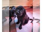Labrador Retriever PUPPY FOR SALE ADN-782331 - AKC Registered Black Labrador
