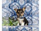 Pembroke Welsh Corgi PUPPY FOR SALE ADN-782333 - ACA Reg Welsh Corgi Puppy