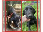 Labrador Retriever-Treeing Walker Coonhound Mix PUPPY FOR SALE ADN-782335 - 5