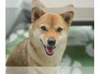Shiba Inu PUPPY FOR SALE ADN-782338 - GORGEOUS AKC Shiba Inu 3 Years Old Fully