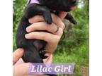 Lilac Girl