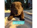 Mint Girl