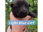 Light Blue Girl