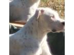 Dogo Argentino Puppy for sale in Gadsden, AL, USA